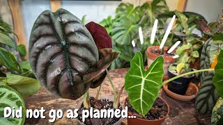 Alocasia Stem Propagation  what WORKED and DIDNTOVER 2 MONTHS [upl. by Ihsakat]