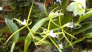 Epidendrum ciliare HD very beautiful orchid [upl. by Oirogerg]