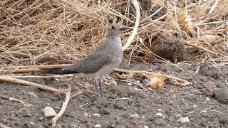 Juvenil de Canastera común  Glareola pratincola  Collared pratincole a apenas 2 metros de mi [upl. by Gillmore]