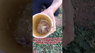 DIY Natural Bug Spray for Plants  Garden  creative explained shorts [upl. by Clerk746]