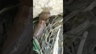 snail is moving on the rock clams mollusc slug [upl. by So]