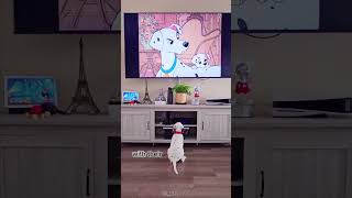 DALMATIAN 101 UNDER 60 SECONDS [upl. by Alliuqa587]