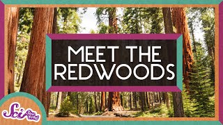 The World’s Tallest Trees  Explore the Redwoods  SciShow Kids [upl. by Eldreda]