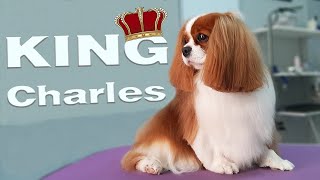 Grooming Cavalier King Charles Spaniel ⏩ speeded up ⏩ Bath amp Haircut [upl. by Nnylirehs10]