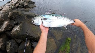 The Albies Are Back Shore Fishing Rhode Island For False Albacore 2021 [upl. by Pelson405]