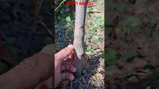 One year persimmon plant growth farming organicsoil fruit persimmon agriculture soil [upl. by Anwat]