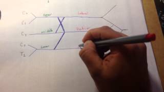 Brachial Plexus in 5 minutes [upl. by Madelle]