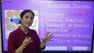 Anatomy and Physiology of Pancreas Hindi [upl. by Ross]