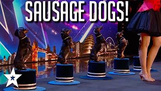 SAUSAGE DOGS EVERYWHERE CUTE Puppy Tricks on BGT 2020  Got Talent Global [upl. by Christabelle161]