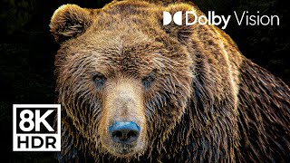 LEGENDARY ANIMALS  DOLBY VISION™  8K ULTRA HD HDR [upl. by Kenweigh]