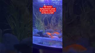 Feng shui fishesBeautiful fish aquariumGolden fishesytubeshortvideo [upl. by Olinad31]