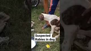 Rabies in dog I Hydrophobia [upl. by Annaoj]