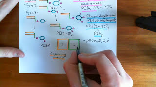 The PI3K  Akt  mTOR Pathway Part 5 [upl. by Asseniv475]