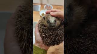 Unser Igel nimmt fleißig zu igel igelpflege hedgehog natur [upl. by Ezara]