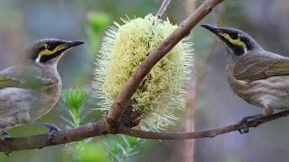 Yellowfaced Honeyeaters feeding on Banksia  Chiltern Track biodiversity [upl. by Brunhilde]