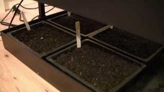 How to Grow Healthier Seedlings Using Grow Lights [upl. by Litton]