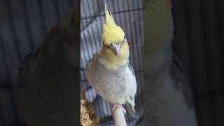 10 Seconds of the Most Extraordinary Parrot Staring–R U Ready🧐 But why👀 den got it wanted treat👍 [upl. by Walczak]