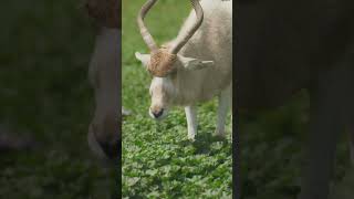 Interesting knowledge on Addax addax [upl. by Cristin]