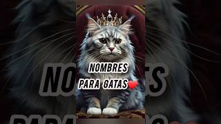 Nombres para gatas gatos cat gatas [upl. by Adnilak]