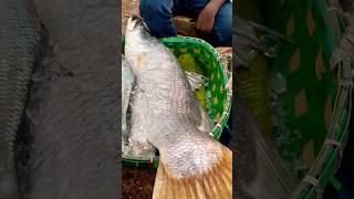 Huge coral fish at Coxs Bazar Fishery Ghat [upl. by Llamaj]