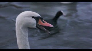 🦢 Swan Sound 2015 🦢 by ani male [upl. by Inaliel587]