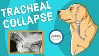 Tracheal Collapse in Dogs  Vet Explains [upl. by Martinic406]