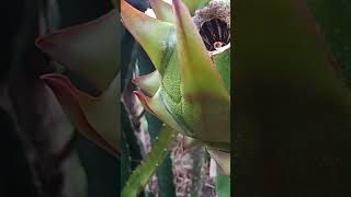 Check out a disease called anthracnose which affects dragon fruit plants anthracnose nature [upl. by Quent]