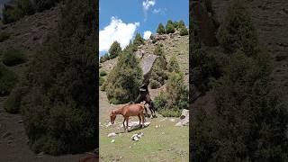 HorseFightpart2 animalsvideo youtubeshorts utubeshorts animals horseriding [upl. by Nivrae]