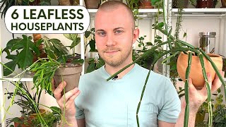 6 Leafless Houseplants [upl. by Naie]