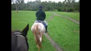 Cantering on a trail ride [upl. by Neneek]