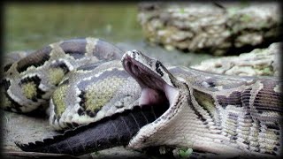 Python attacks Alligator [upl. by Olinad575]