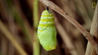 ¿Cuánto tarda una larva en transformarse en una mariposa monarca [upl. by Sternberg]