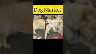 Dog Market Pakistan music babapetsinfo dog shorts youtubeshorts dogowner funny doglover [upl. by Jollenta38]