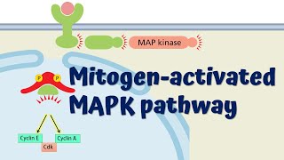 MAPK Signaling Pathway  Animated Explanation [upl. by Hardej]