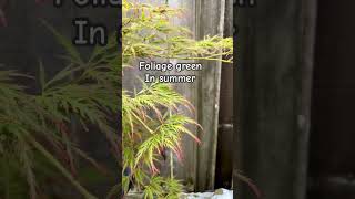 “Dr Brown” Dwarf Japanese Maple In Container  August 2024 [upl. by Elvis960]