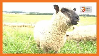 Kenyas Gold  Sheep Farming in Kenya  Gold Feature [upl. by Reiser]