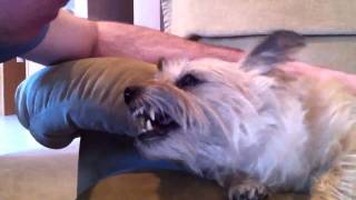 Female cairn terrier love part 1 [upl. by Enrobialc]