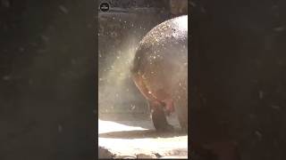 Why does a hippo poop like this facts hippo zoo shorts viralshort viralvideo viralshorts [upl. by Anerhs680]