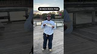 Rock Fish At Downs Park In Pasadena Maryland [upl. by Prager]