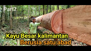 Meranti merah‼️ Part2 dari Kayu besar Kalimantan yang kami olah Menggunakan mesin stihl 070 [upl. by Andria]