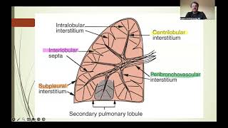 Lung interstitium English version [upl. by Cutlor]