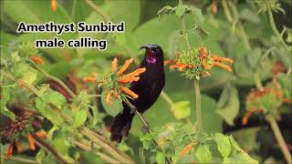 Amethyst Sunbird male calling [upl. by Crim]