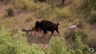 Bison and Her Calf Battle Wolves  North America [upl. by Dreyer]