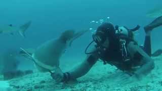 Shark Dive at Big Mama Reef St Maarten Caribbean 51014 [upl. by Irej597]