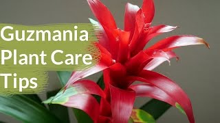 Guzmania Plant Care Tips The Bromeliad With The Vibrant Star Shaped Flower  Joy Us Garden [upl. by Four685]