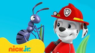 Paw Patrol  La Squadra dei Cuccioli  Le avventure con il PICCOLO Marshall  Nick Jr Italia [upl. by Naginnarb107]