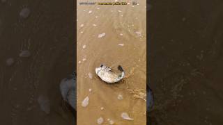 Rescue mission saving most venomos puffr fish returned to sea life saving shorts [upl. by Sayce]