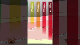 How wearables and fitnesstrackers used PPG to measure spo2 educationalshorts sportsmedicine [upl. by Elleynad]