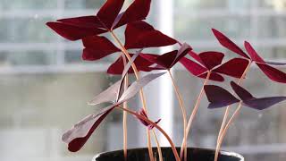 Oxalis Triangularis Love Plant 24h TimeLapse [upl. by Airet]