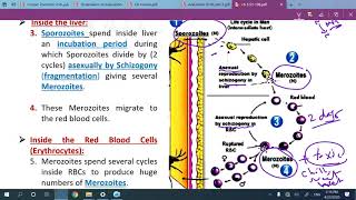 Episode 5 I Alternation of generation I [upl. by Brebner]